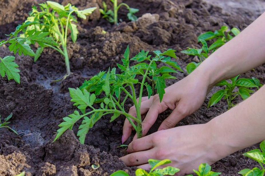 Planting by hand